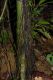 image of Lomariopsis japurensis
