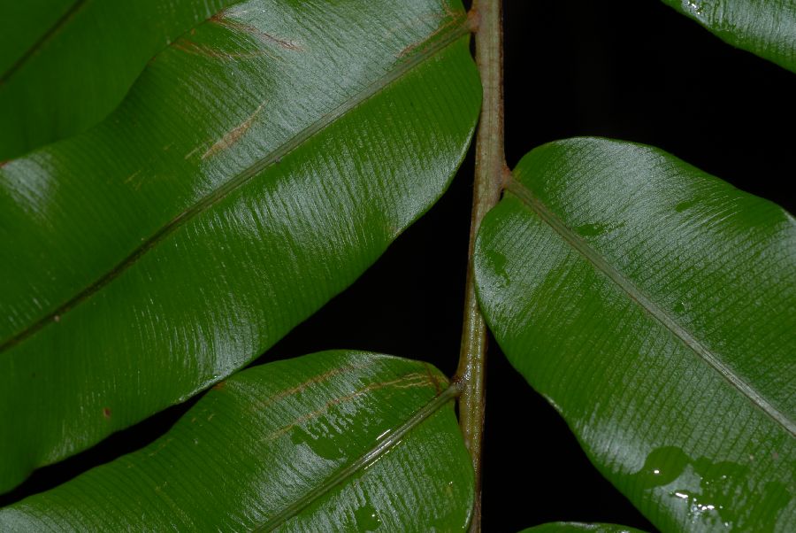 Lomariopsidaceae Lomariopsis japurensis