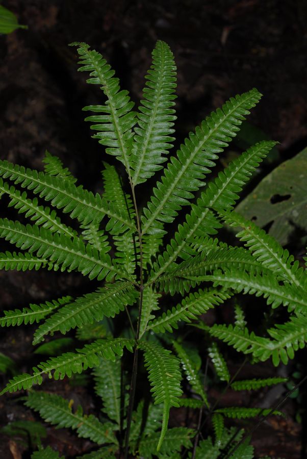 Pteridaceae Pteris pungens
