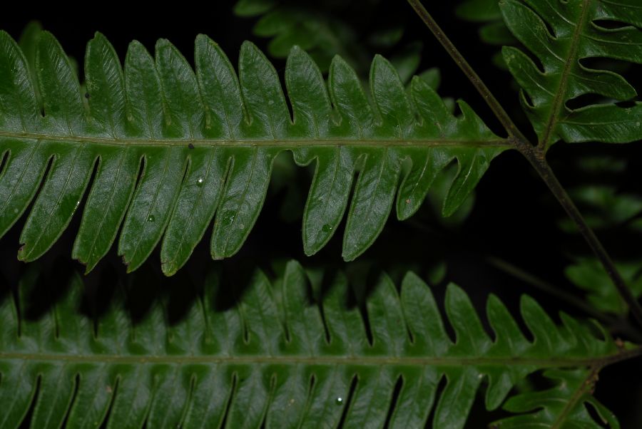 Pteridaceae Pteris pungens
