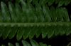 image of Pteris pungens