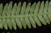 image of Pteris pungens