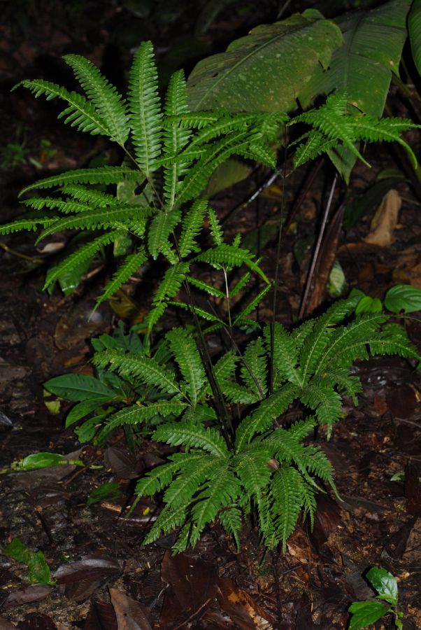 Pteridaceae Pteris pungens