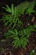 image of Pteris pungens