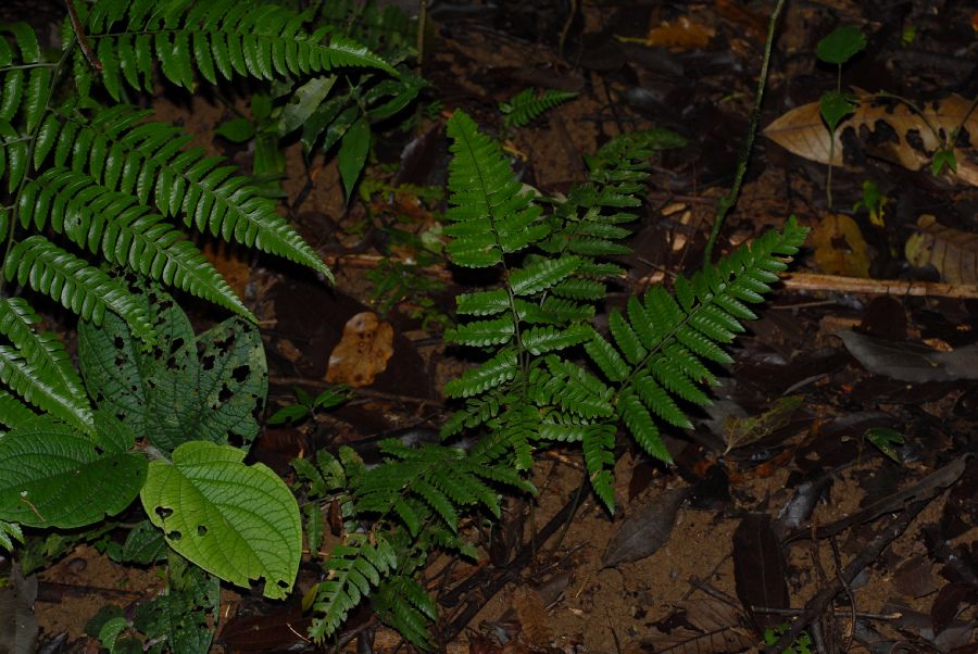 Dryopteridaceae Polybotrya caudata