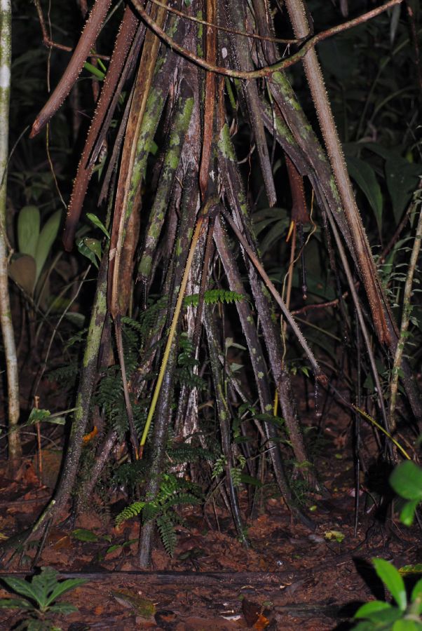 Lomariopsidaceae Lomariopsis vestita