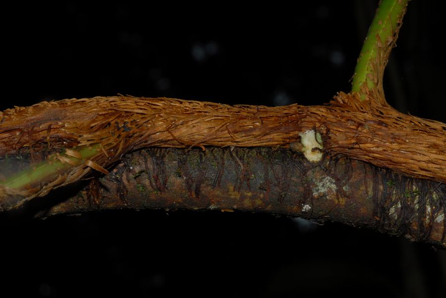Dryopteridaceae Polybotrya caudata