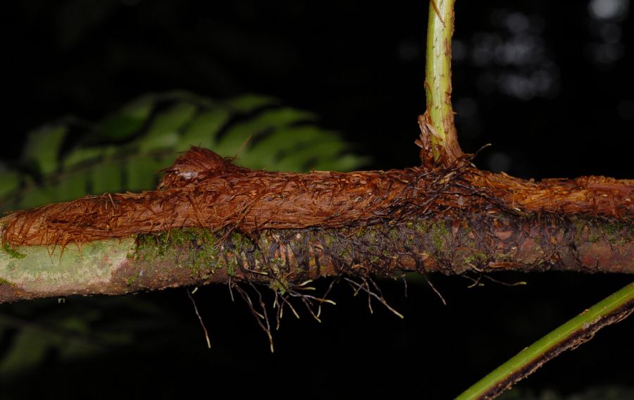 Dryopteridaceae Polybotrya caudata