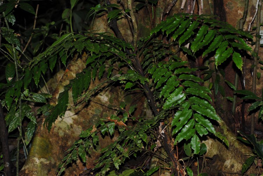 Lomariopsidaceae Lomariopsis japurensis