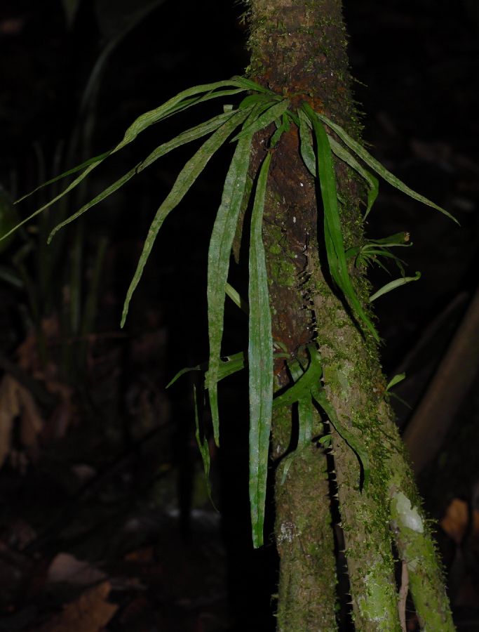 Pteridaceae Polytaenium feei