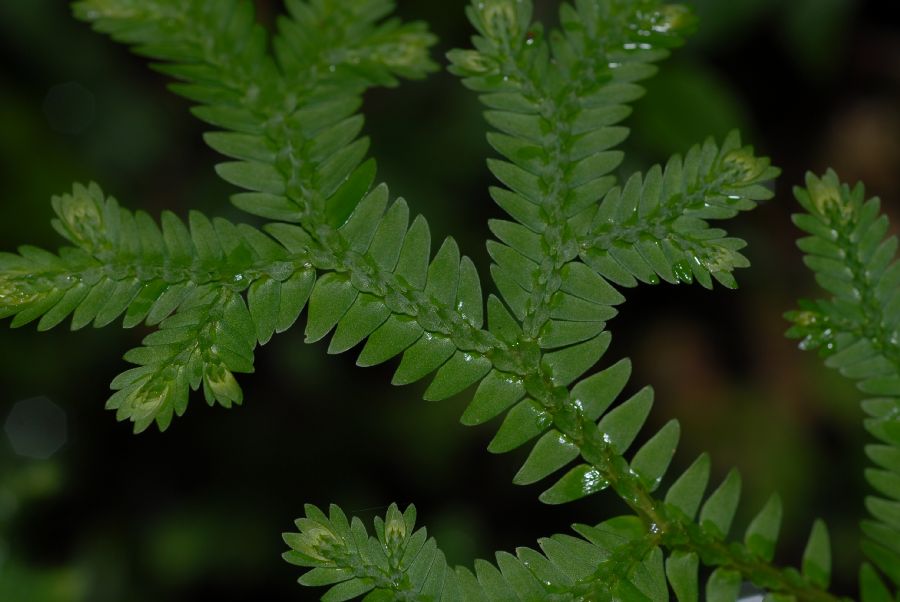Selaginellaceae Selaginella eurynota