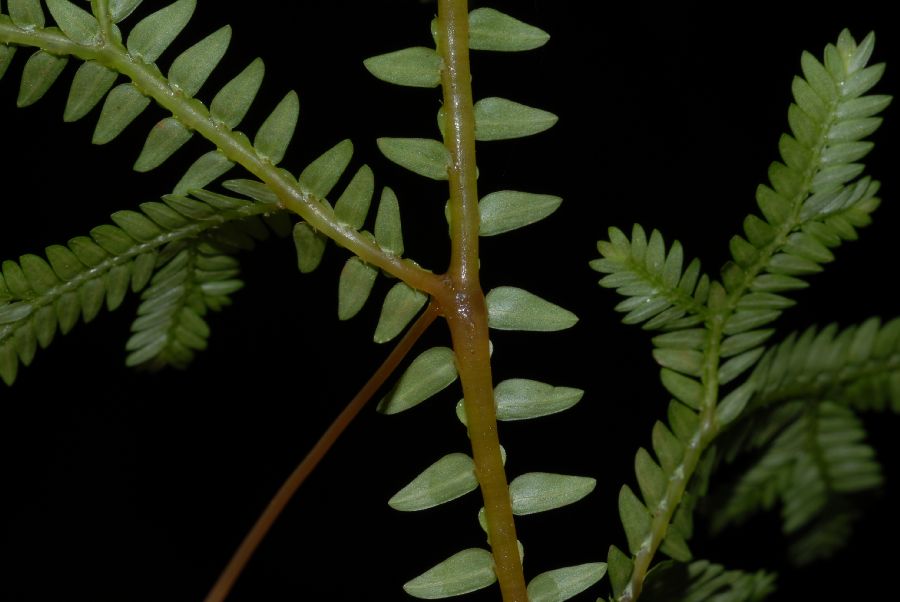 Selaginellaceae Selaginella eurynota