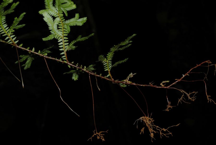 Selaginellaceae Selaginella eurynota