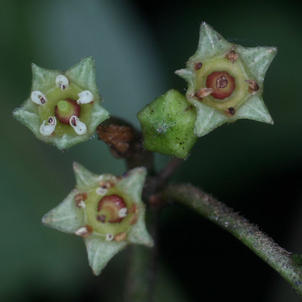 Rhamnaceae Frangula oreodendron