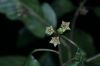 image of Frangula oreodendron