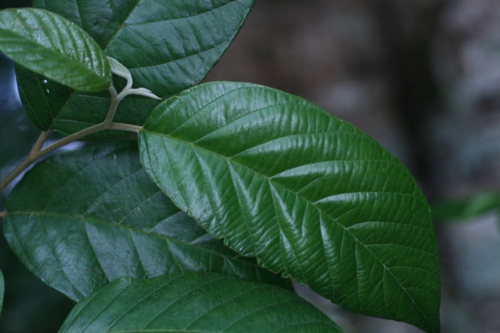 Rhamnaceae Frangula oreodendron
