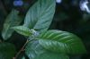 image of Frangula oreodendron