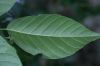image of Frangula oreodendron