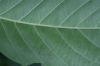 image of Frangula oreodendron