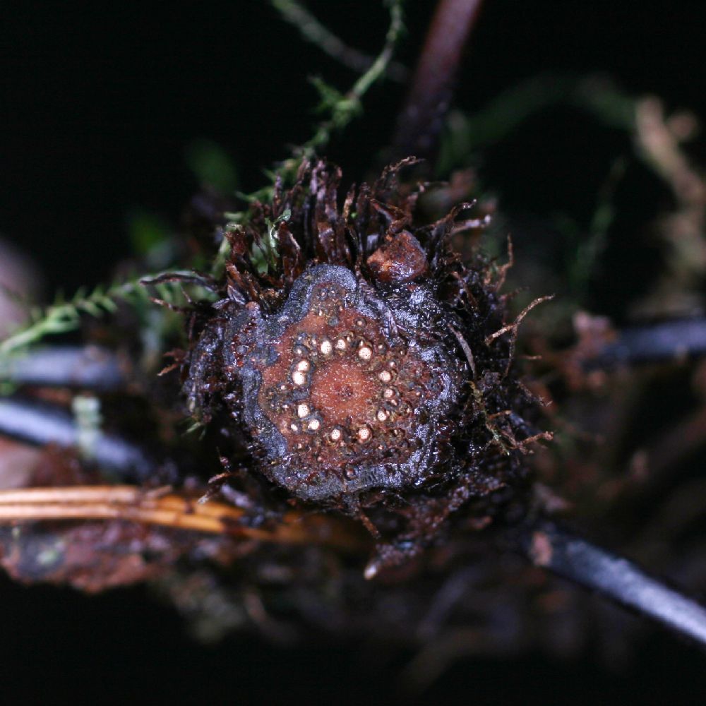 Blechnaceae Lomaridium fragile