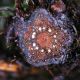 image of Lomaridium fragile
