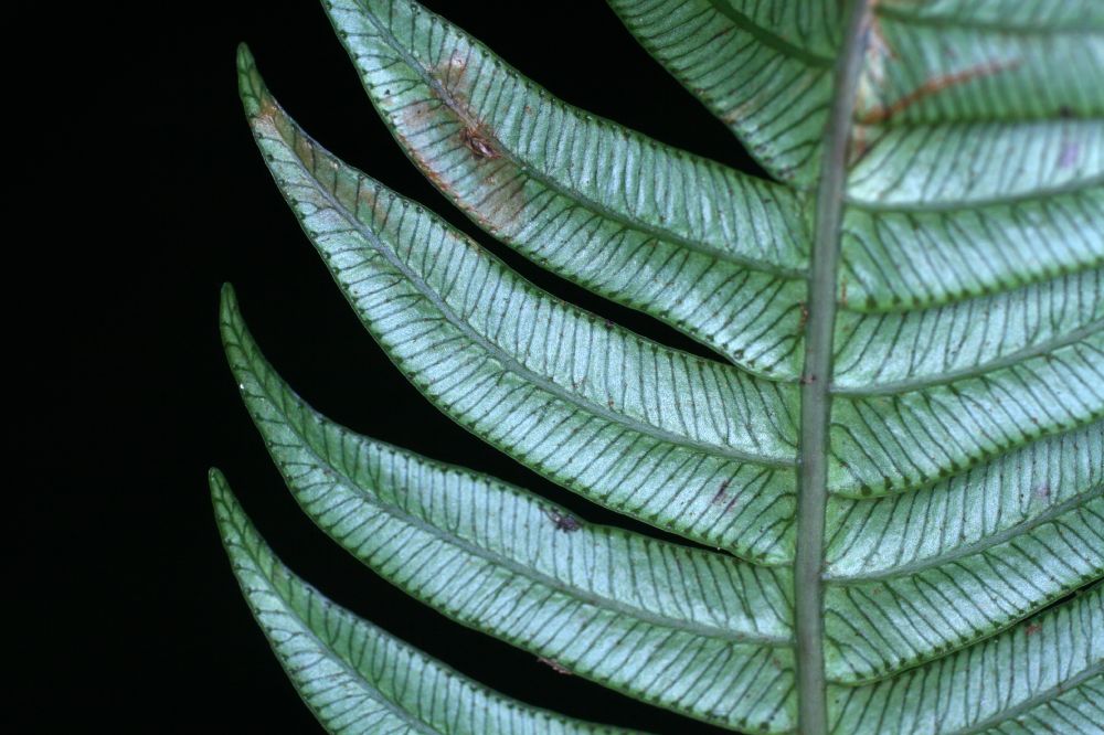 Blechnaceae Lomaridium fragile
