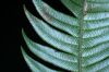 image of Lomaridium fragile