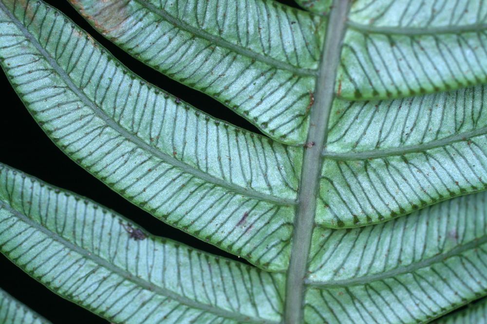 Blechnaceae Lomaridium fragile