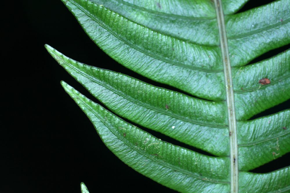 Blechnaceae Lomaridium fragile