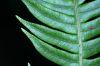 image of Lomaridium fragile