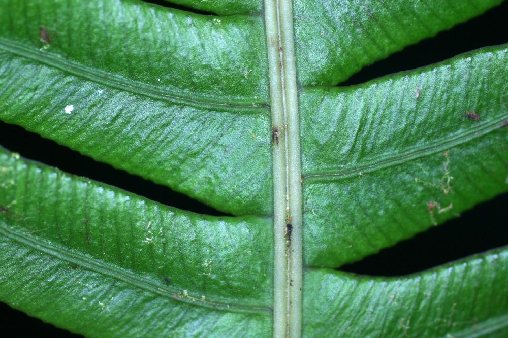 Blechnaceae Lomaridium fragile