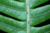 image of Lomaridium fragile