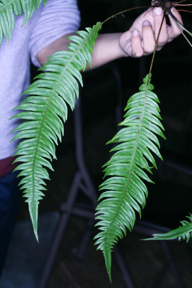 Blechnaceae Lomaridium fragile