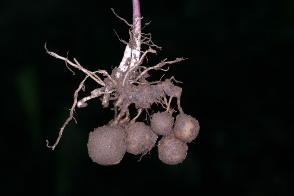 Alstroemeriaceae Bomarea obovata