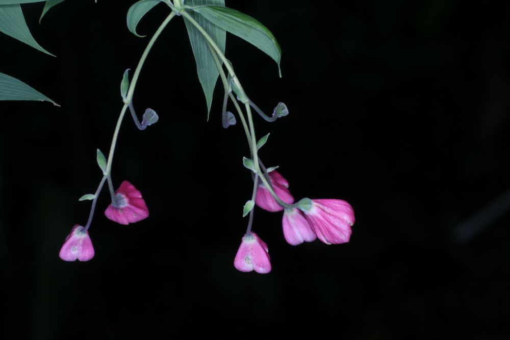 Alstroemeriaceae Bomarea obovata