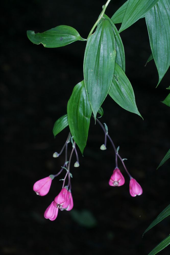 Alstroemeriaceae Bomarea obovata