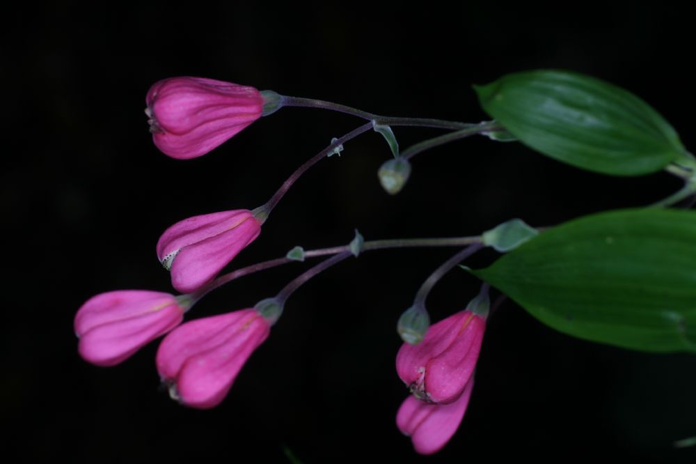 Alstroemeriaceae Bomarea obovata