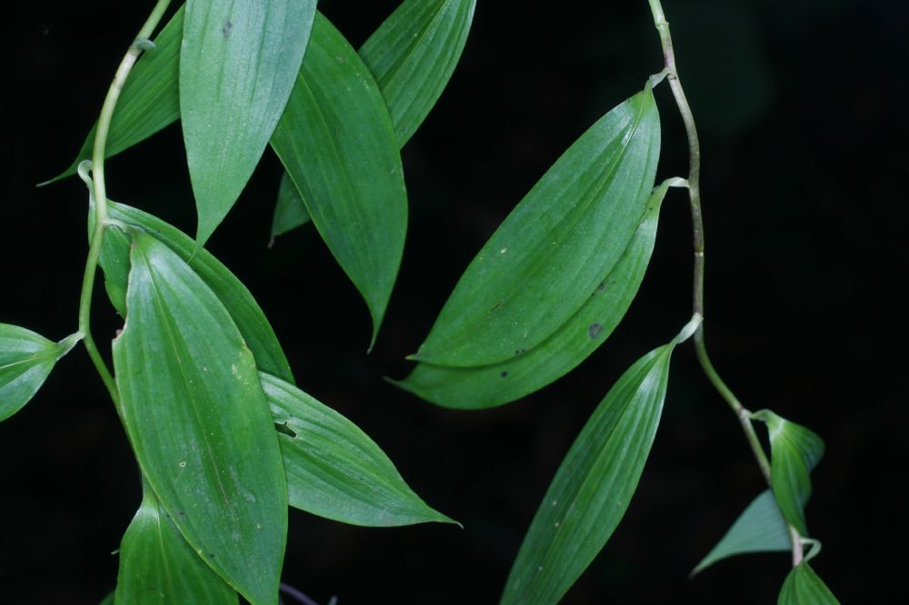 Alstroemeriaceae Bomarea obovata