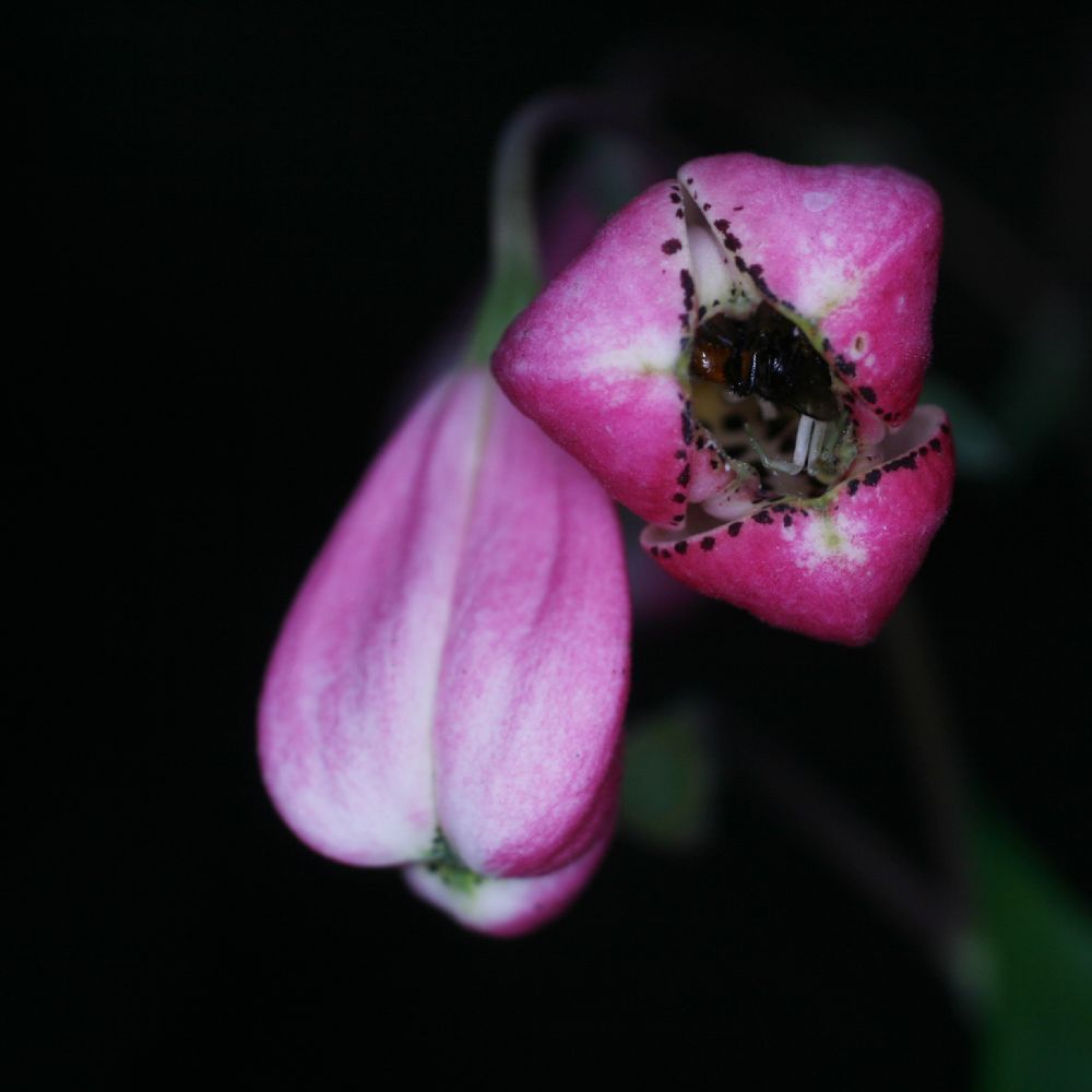 Alstroemeriaceae Bomarea obovata