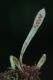 image of Grammitis bryophila