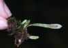 image of Grammitis bryophila