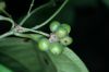 image of Mollinedia viridiflora