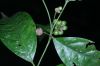 image of Mollinedia viridiflora