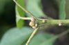 image of Persea americana