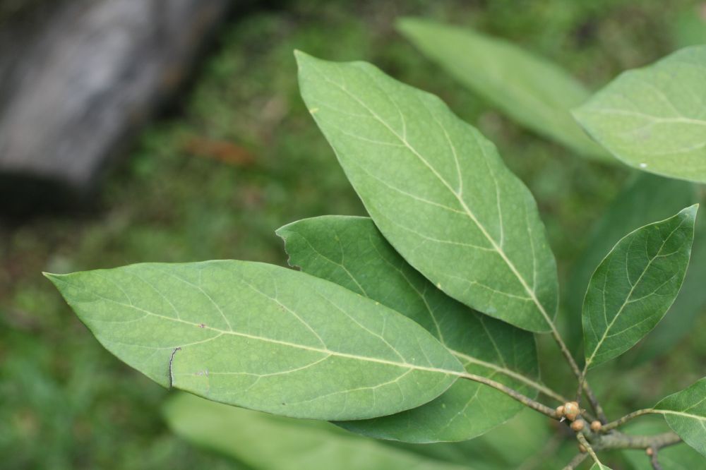 Lauraceae Persea americana