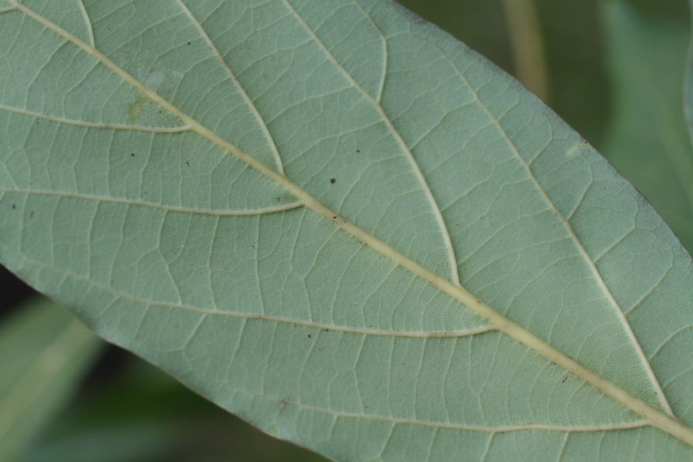 Lauraceae Persea americana