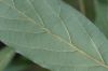 image of Persea americana