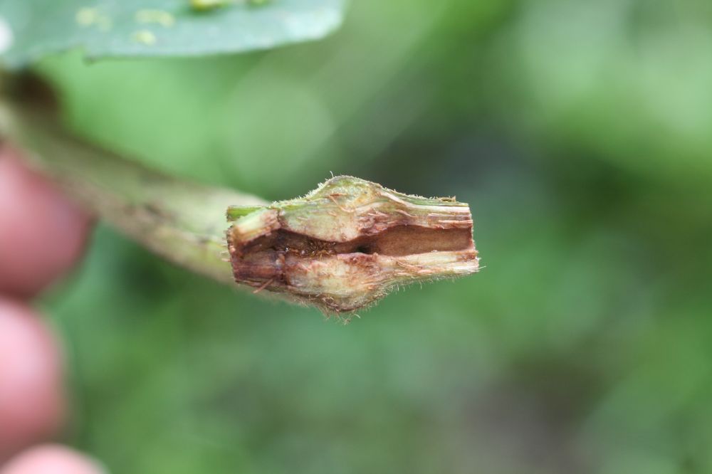 Piperaceae Piper saggitatum
