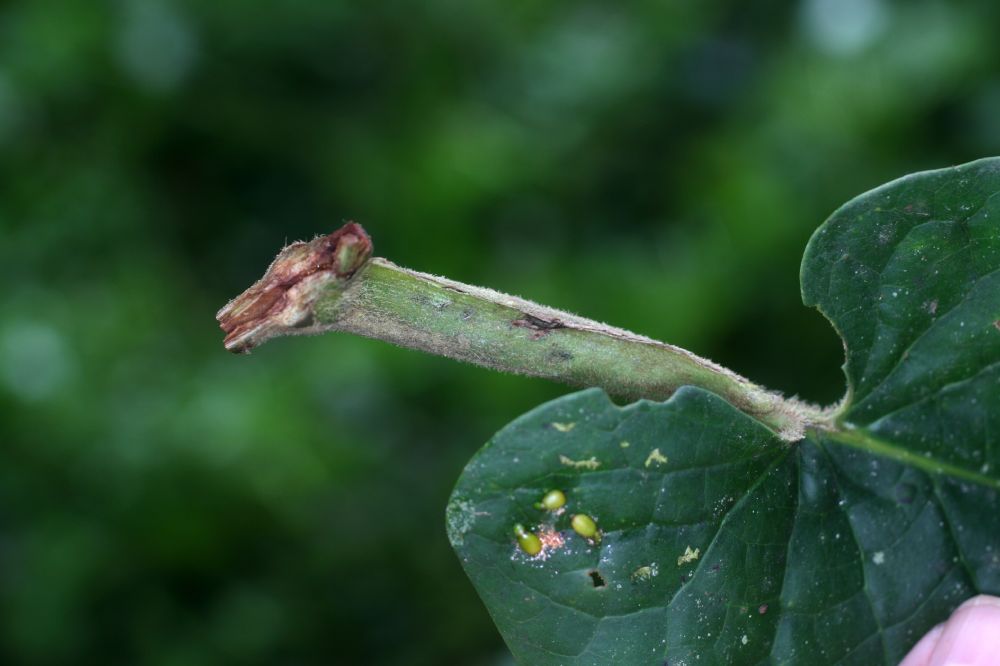 Piperaceae Piper saggitatum