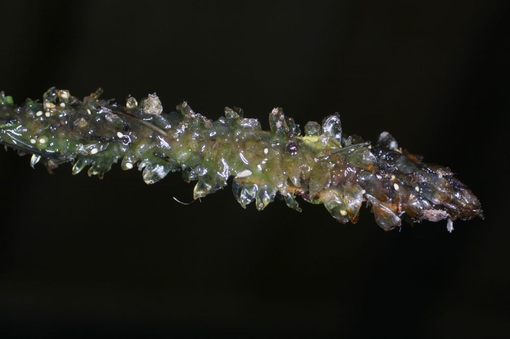 Thelypteridaceae Amauropelta thomsonii